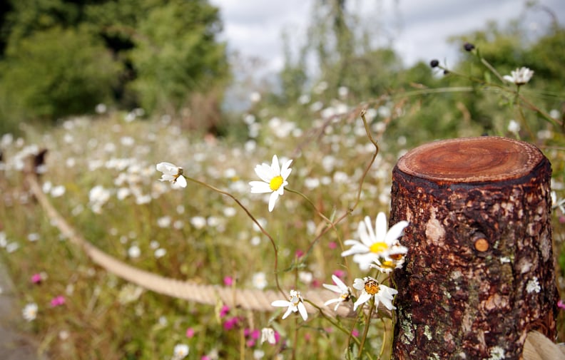 A View of Kate Middleton's Back to Nature Garden