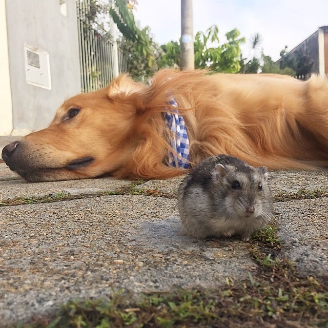 Puppy top and hamster