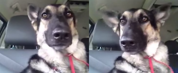 Dog Dancing to Flo Rida's "Low" | Video