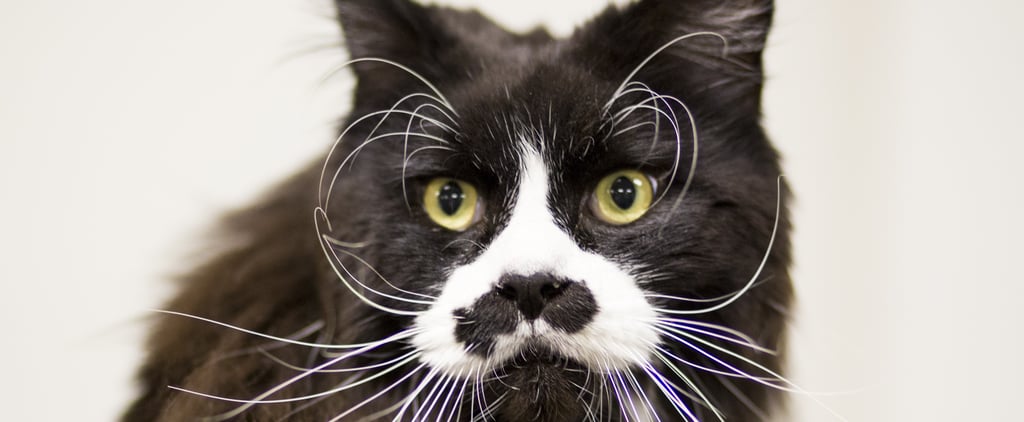 Why Is My Cat Balding, Overgrooming, and Chewing Off Fur?