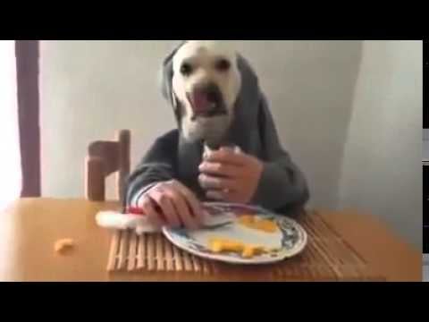 This cutie nonchalantly eating his breakfast in a hoodie like a boss.