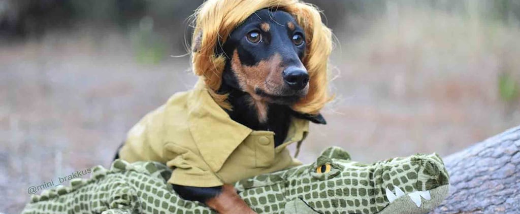 Photos of Dachshunds in Halloween Costumes
