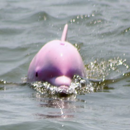 Pink Dolphin Sighting in Louisiana