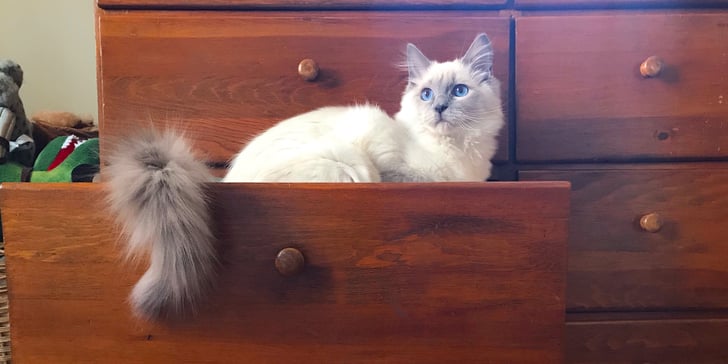 Why Is My Cat Panting Like a Dog? | POPSUGAR Pets