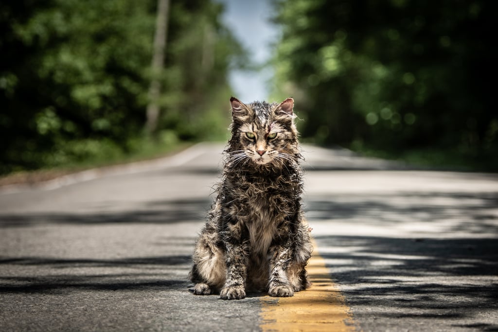 The Cat In Pet Sematary