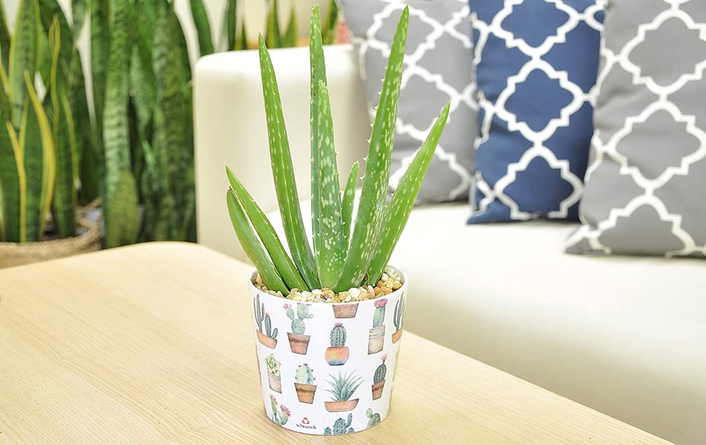 Costa Farms Aloe Vera Plant in Modern Ceramic Planter