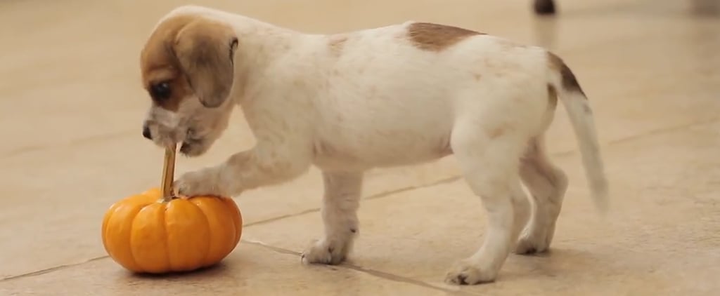 Cute Animals Playing With Pumpkins