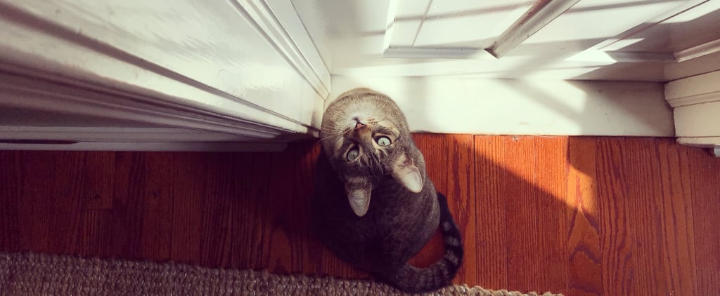 Why Do Cats Hate Closed Doors?