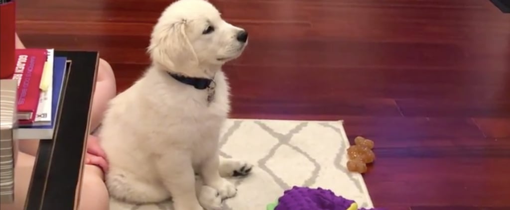 Video of Golden Retriever Puppy Watching Hercules