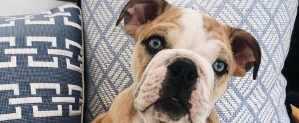 Reese Witherspoon Shares Lou the Bulldog Ate Her Shoe