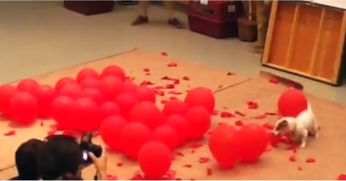 Dog Breaks BalloonPopping World Record POPSUGAR Pets