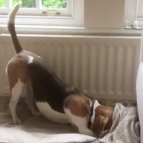 Dog Tucking Herself Into Bed With a Blanket