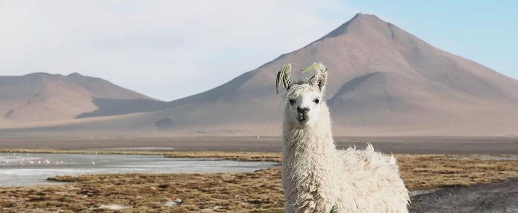 Photo of Llama in Bolivia