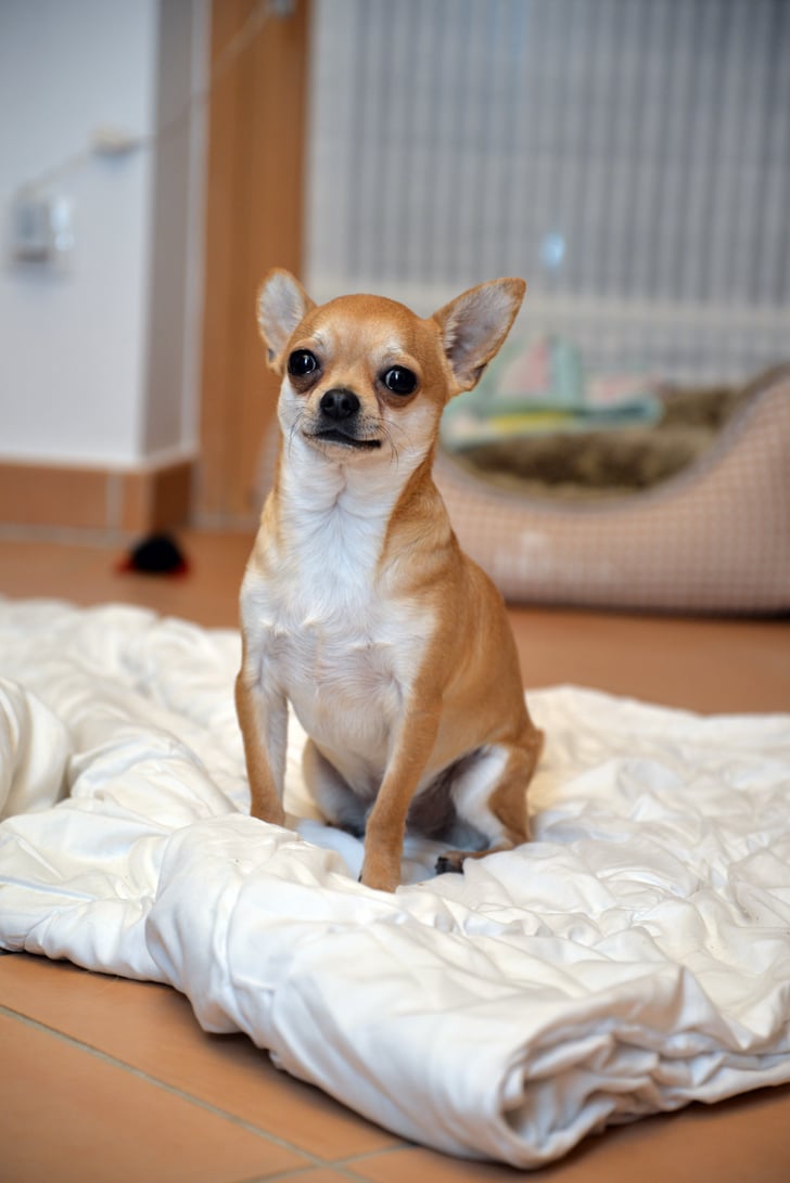 Cute Chihuahua Pictures | POPSUGAR Pets Photo 40