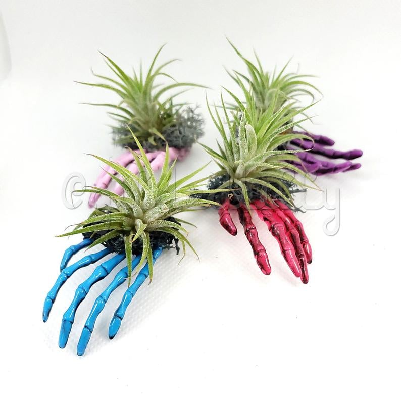 Skeleton Hand Air Plant Display