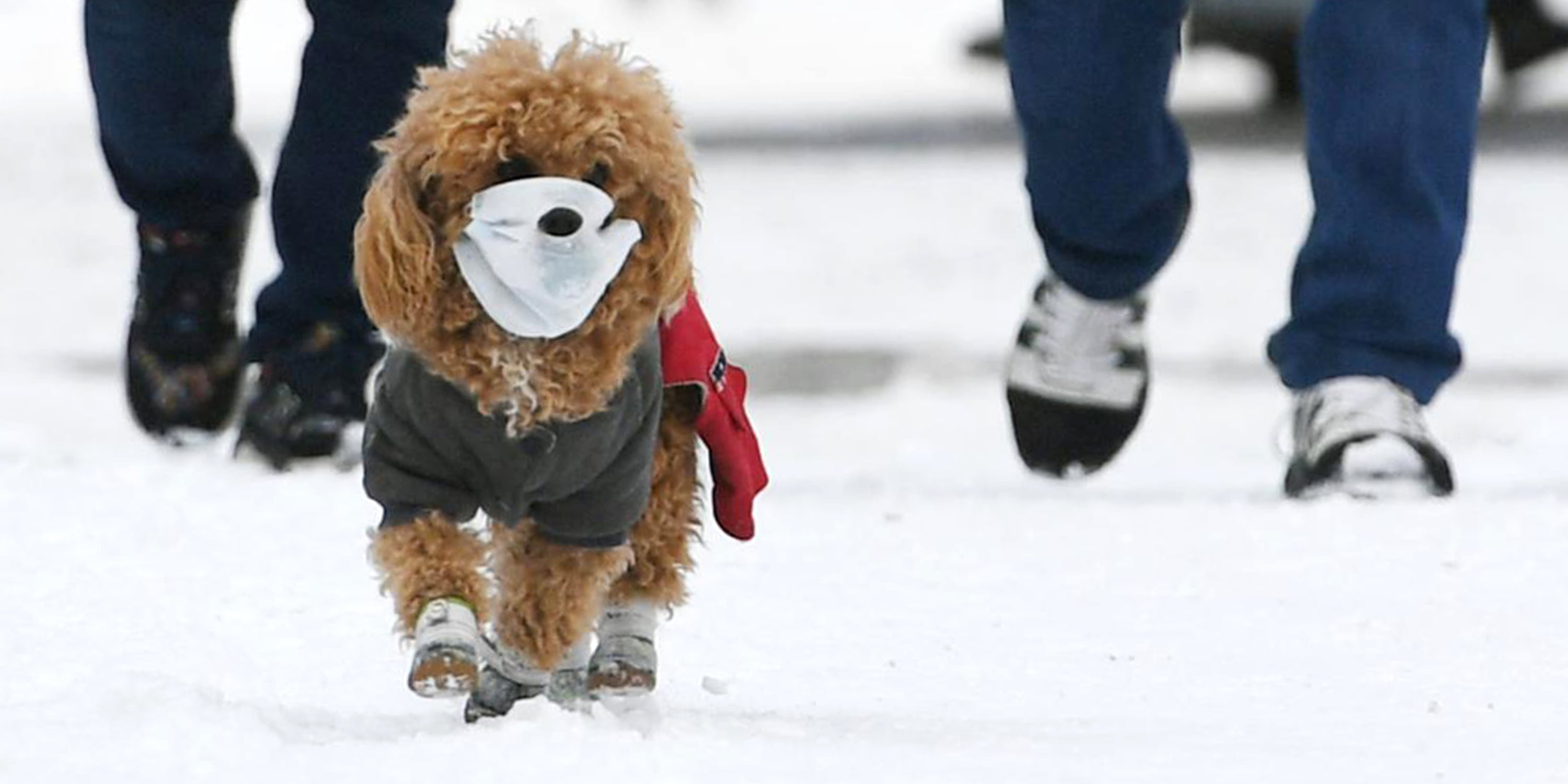 Can Pets Contract or Spread Coronavirus to Humans? POPSUGAR Pets