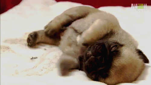 A tiny puppy napping.