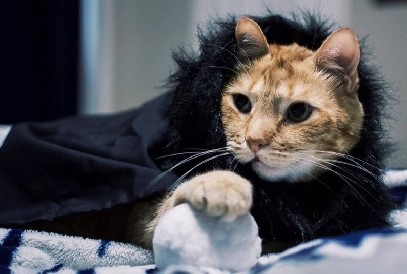 Game of Thrones Inspired Stark Night's Watch Cape For Cats or Dogs