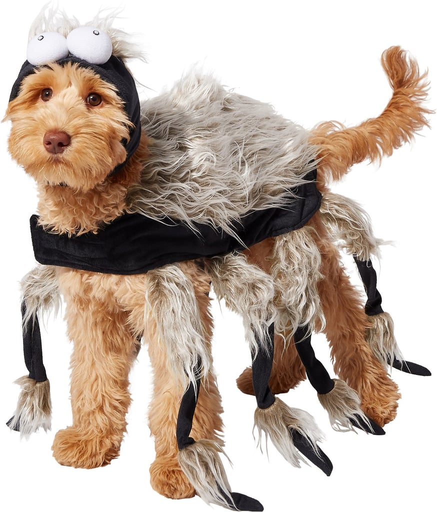 Frisco Spider Dog & Cat Costume