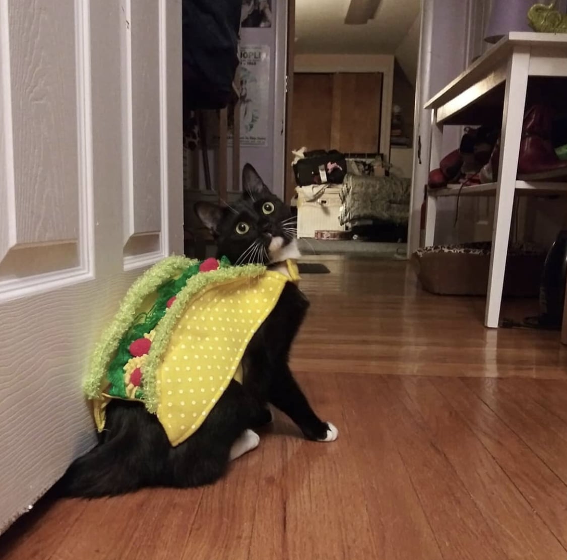 Pet costumes for Halloween: Taco, cactus, princess and more