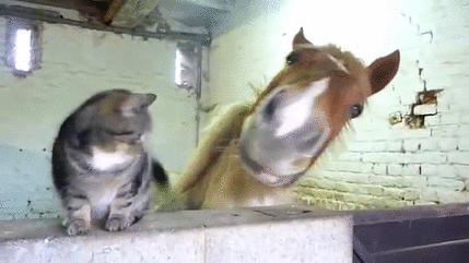 Best friends | Funny Cat GIFs | POPSUGAR Tech Photo 16