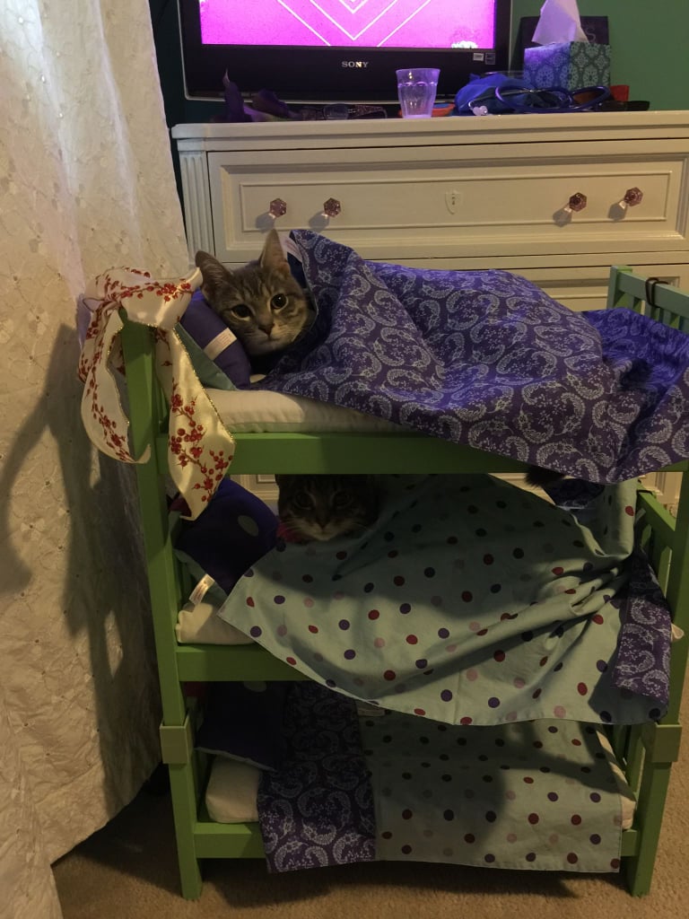 These cats in their own bunk beds