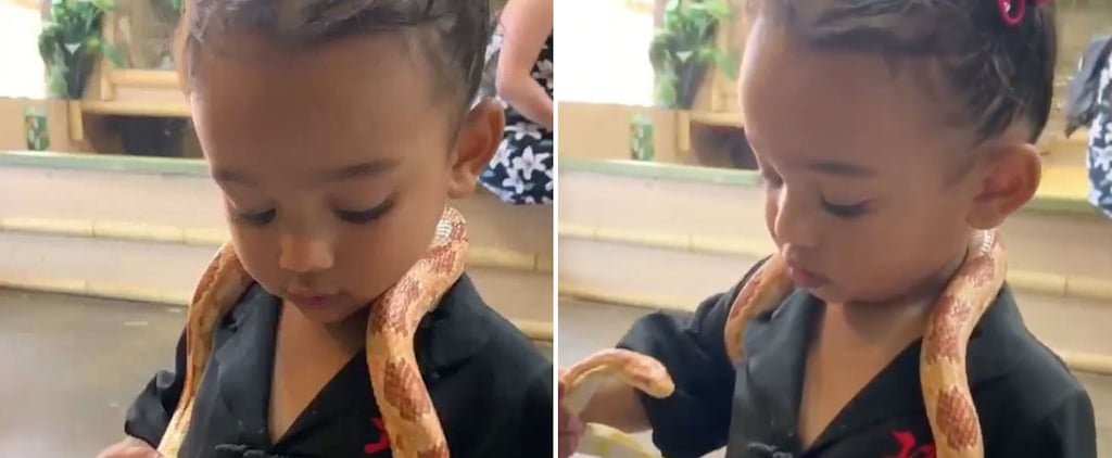 Video of Chicago West Playing With Snakes