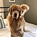 Golden Retriever Is Scared of Hair Straightener | Video