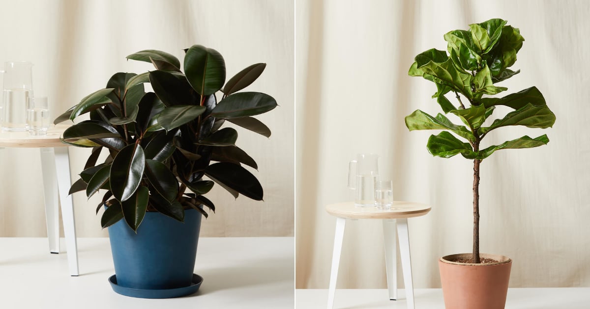 herhaling Ondeugd weigeren Best Large Indoor Plants | POPSUGAR Home