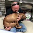 Former Fighting Pit Bull Rescued and Given the Good Life He Deserves
