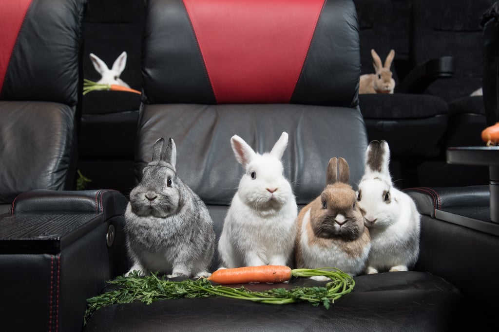 Rabbits Watching Peter Rabbit Cinema