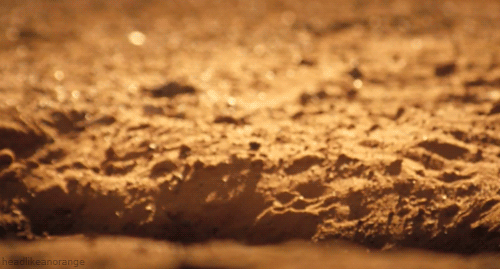 While Meerkat Manor Premiered the Night Before