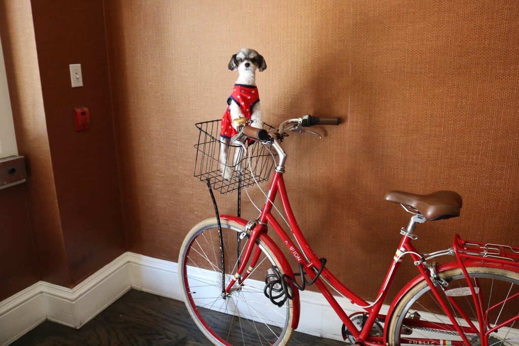 Then it was time to check into the pet-friendly Kimpton Hotel Monaco Denver, where I got to get some beauty sleep, hydrate, and take a bike ride around the city of Denver!