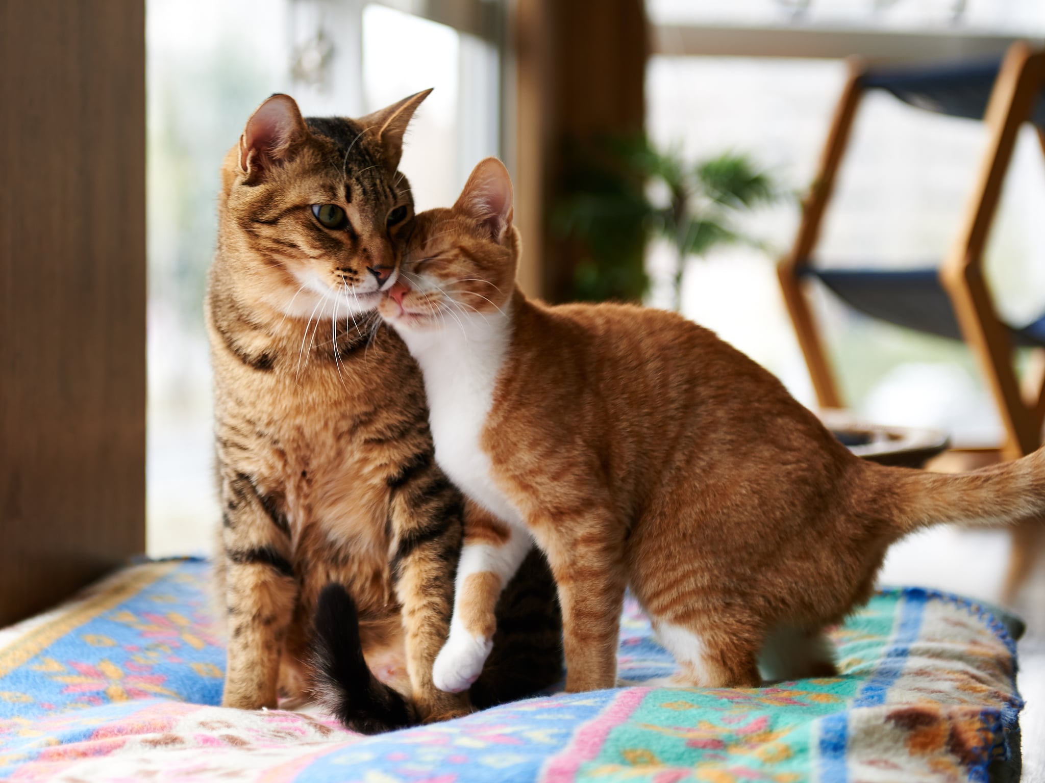a young female domestic ginger cat cuddle with an adult male tabby cat.