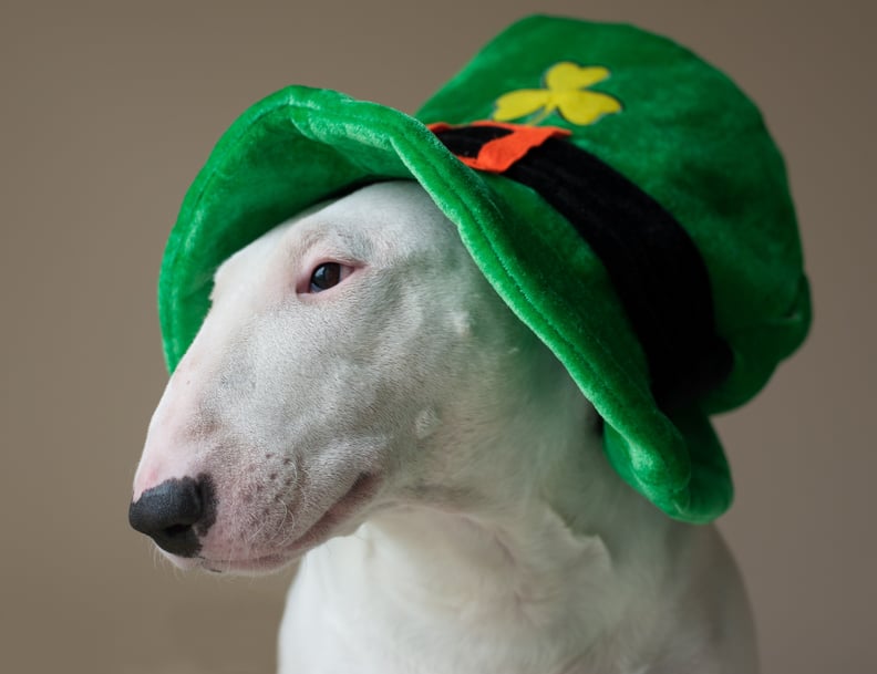 圣帕特里克节放大背景:狗和小妖精的帽子