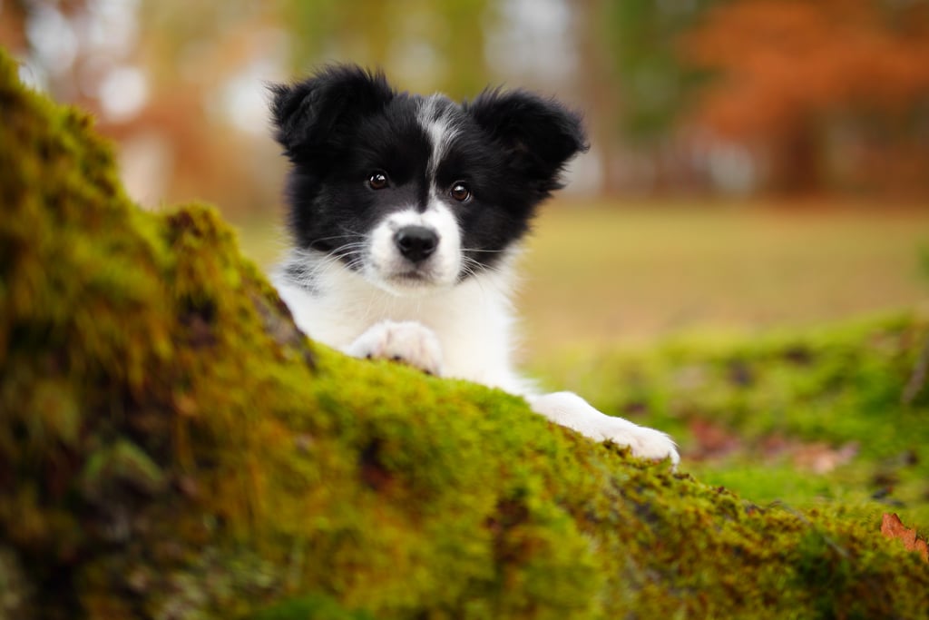 Cute Pictures of Border Collies. 