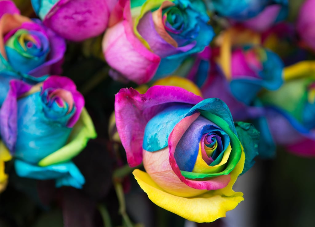 Make a Rainbow Rose