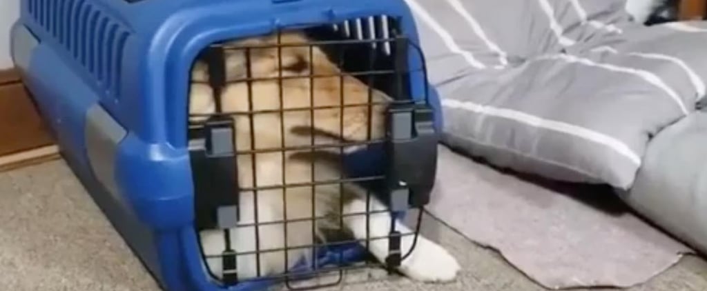 Watch This Hilarious Dog Squeeze Herself Into a Tiny Crate