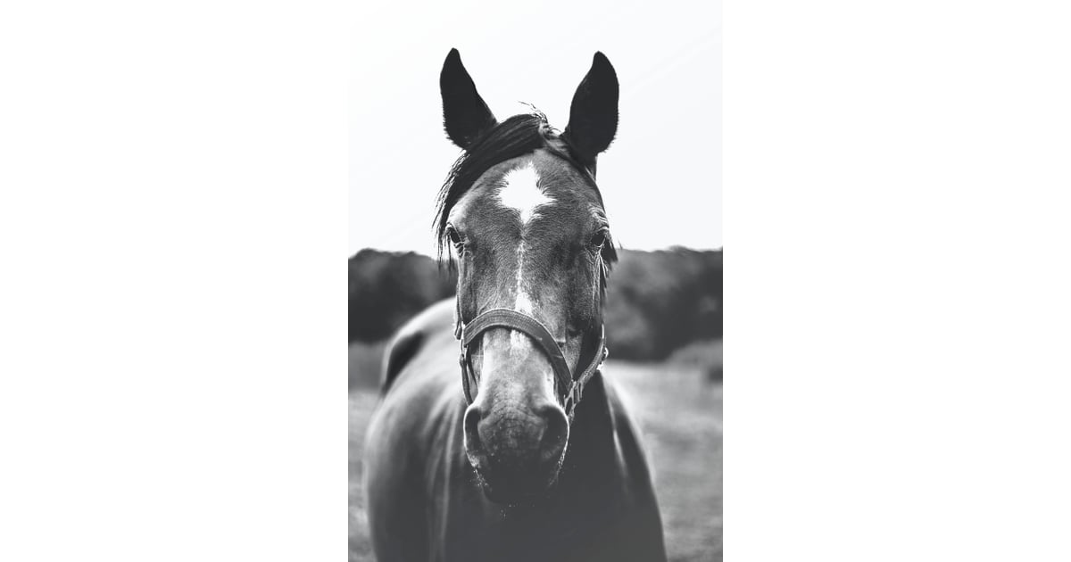 Black and white horse | Free Printable Wall Art | POPSUGAR Home Photo 2