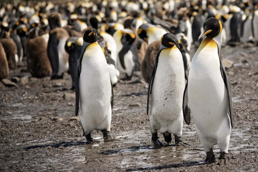 Antarctica King Penguins