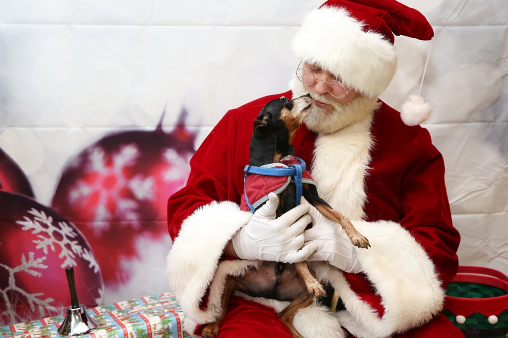 Pets Meeting Santa