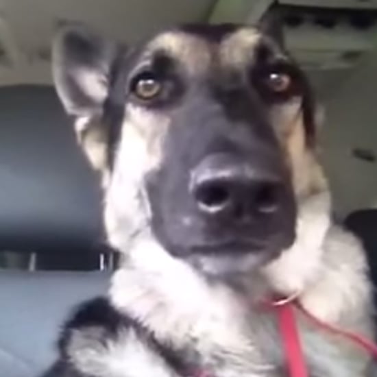 Dog Dancing to Flo Rida's "Low" | Video