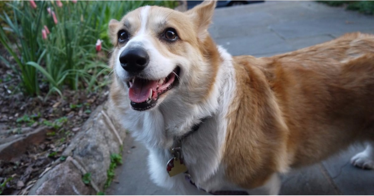 Queen Elizabeth's New Corgi, Whisper, 2017 | POPSUGAR Pets