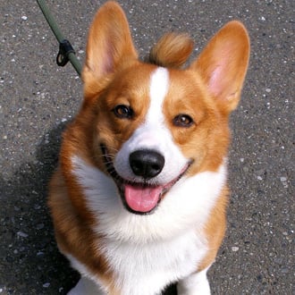 Cardigan a Corgi Welsh CorgiPOPSUGAR Pets the Pembroke Difference Is a Welsh Between What and 8PwOnk0