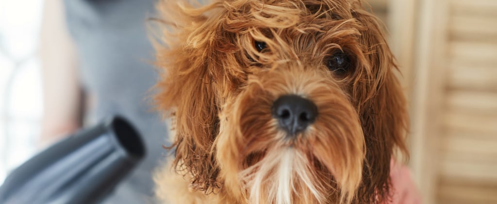 How to Fix Matted Dog Hair