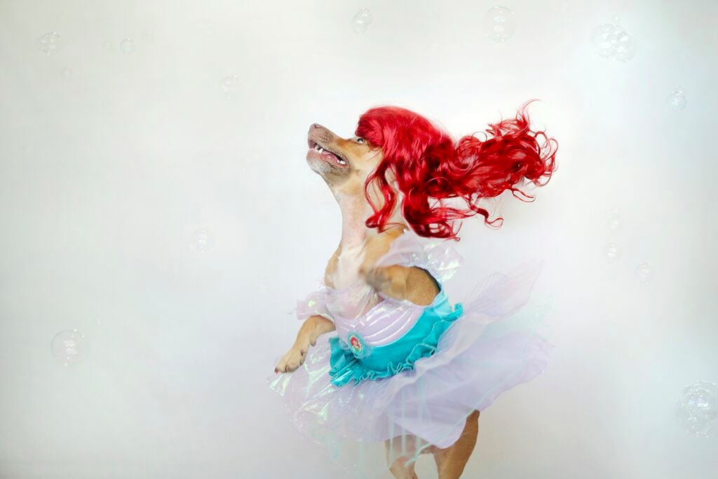 Dogs Dressed as Disney Princesses