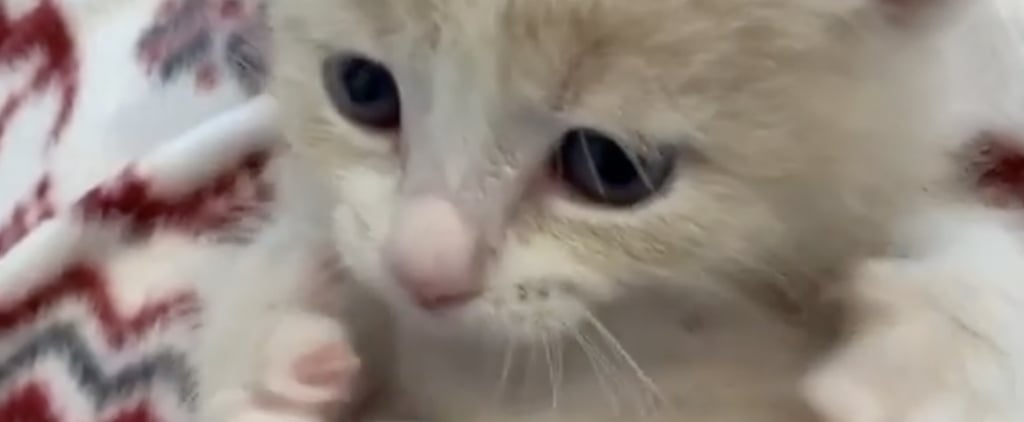 Foster Kitten Being Groomed With a Toothbrush | Video