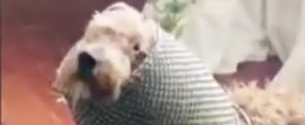 Dog Gets Stuck in Pot After Destroying Plant | Viral Video