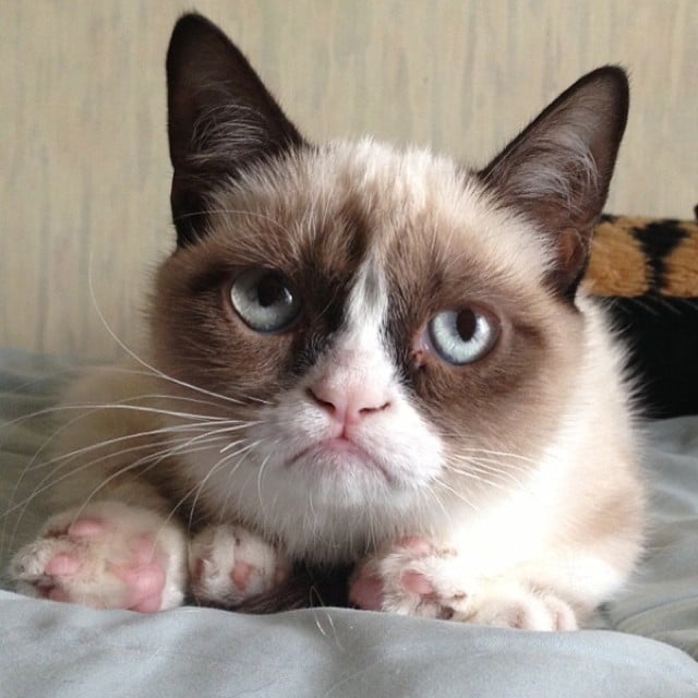 Grumpy Cat wasn't impressed with February.
Source: Instagram user grumpycat