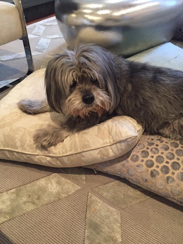 Cookie Frankel, 26K Followers